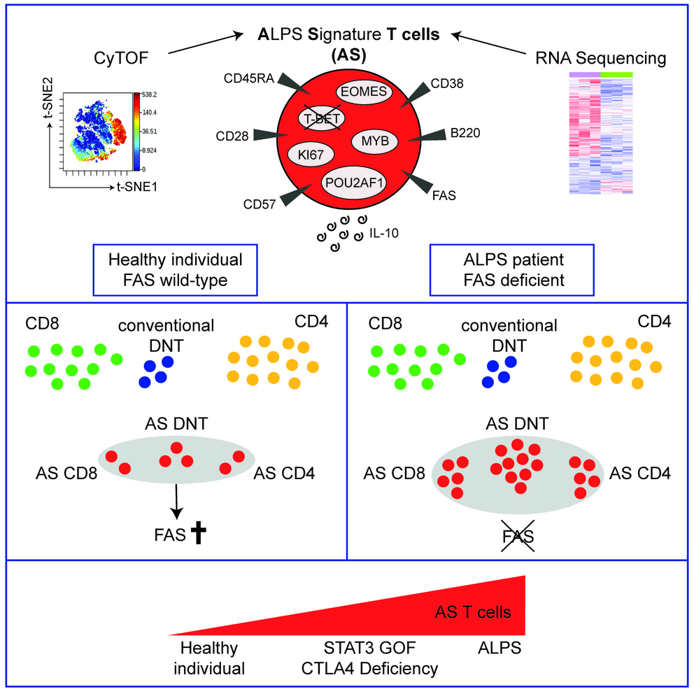 A Distinct Cd Cd Ra Population Of Cd Cd And Double Negative T