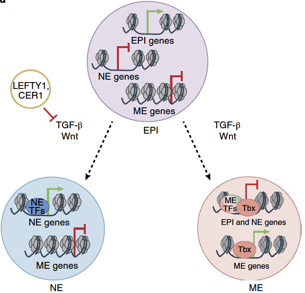 Eomes And Brachyury Control Pluripotency Exit And Germ Layer