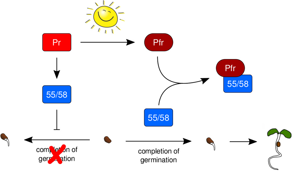 The Phytochrome Interacting Proteins ERF55 And ERF58 Repress Light ...