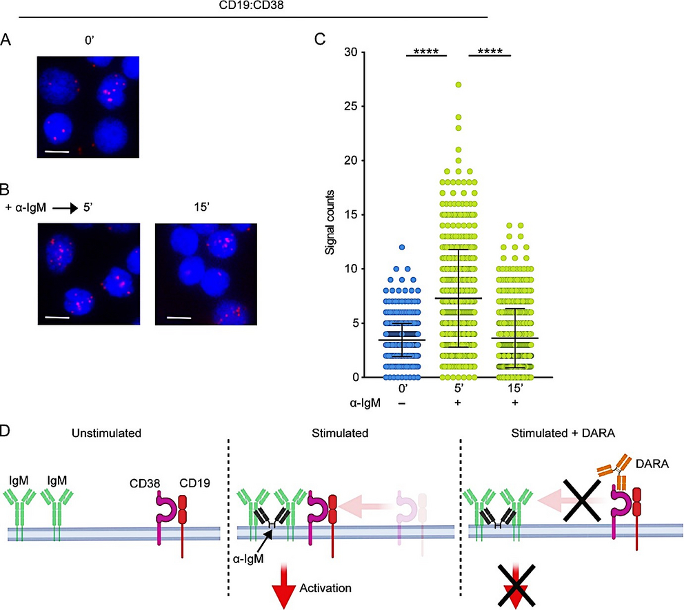 Human CD38 Regulates B Cell Antigen Receptor Dynamic Organization In ...