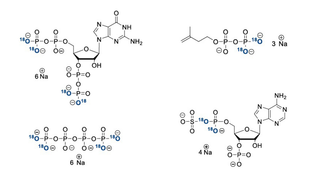 Stable Isotope Phosphate Labelling Of Diverse Metabolites Is Enabled By ...