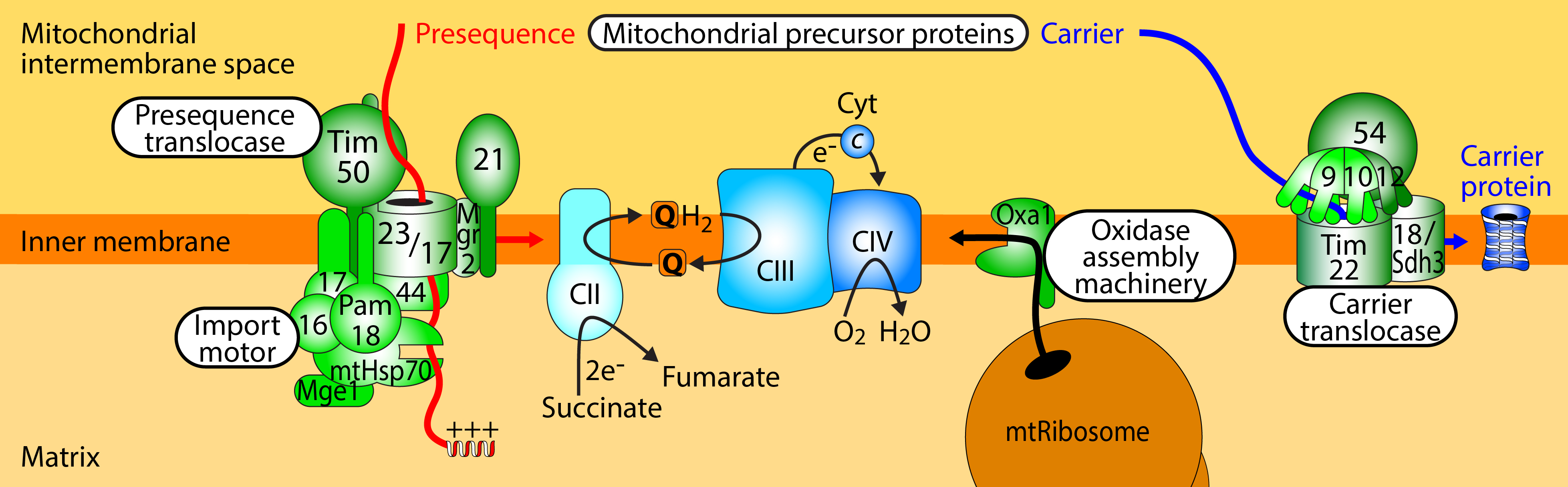 mitochondrial intermembrane space